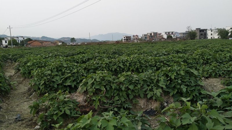 江西大田原种徐紫8号，紫罗兰（紫薯苗）