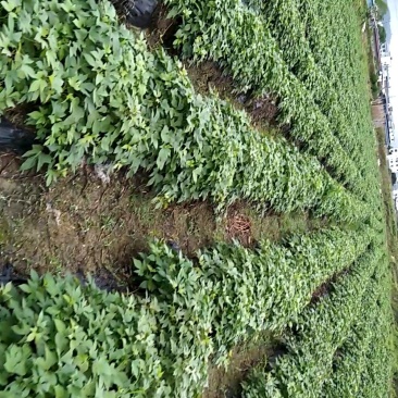 江西大田原种徐紫8号，紫罗兰（紫薯苗）