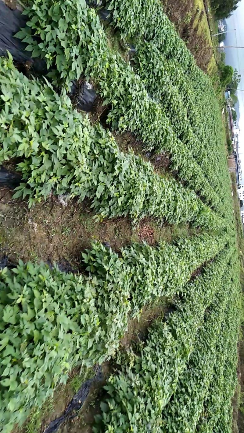 江西大田原种徐紫8号，紫罗兰（紫薯苗）