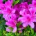 四季开花杜鹃花庭院阳台绿植物室内客厅开花