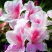 四季开花杜鹃花庭院阳台绿植物室内客厅开花