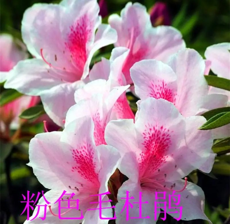 四季开花杜鹃花庭院阳台绿植物室内客厅开花