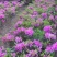 四季开花杜鹃花庭院阳台绿植物室内客厅开花