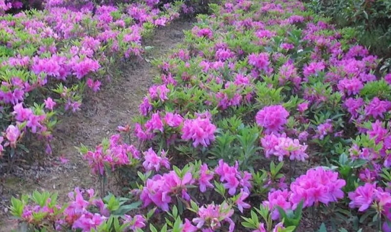 四季开花杜鹃花庭院阳台绿植物室内客厅开花