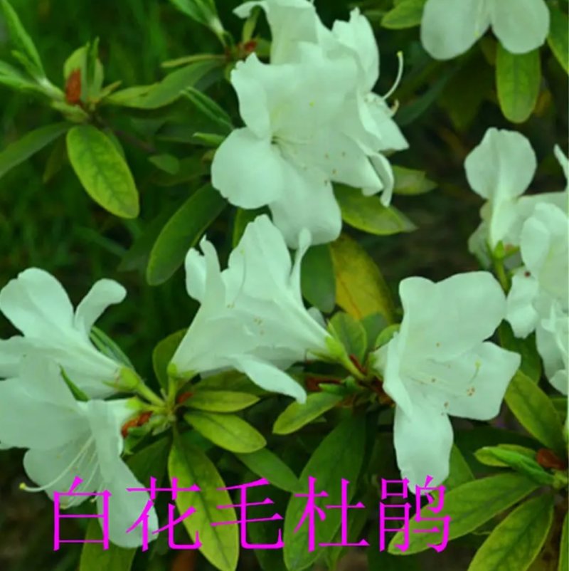 四季开花杜鹃花庭院阳台绿植物室内客厅开花