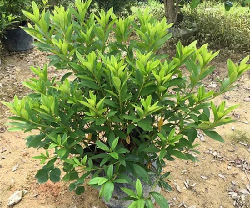 四季开花杜鹃花庭院阳台绿植物室内客厅开花