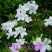 四季开花杜鹃花庭院阳台绿植物室内客厅开花