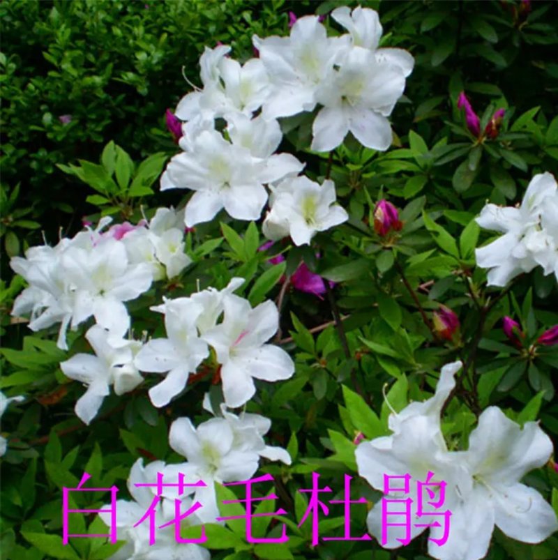 四季开花杜鹃花庭院阳台绿植物室内客厅开花