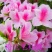 四季开花杜鹃花庭院阳台绿植物室内客厅开花
