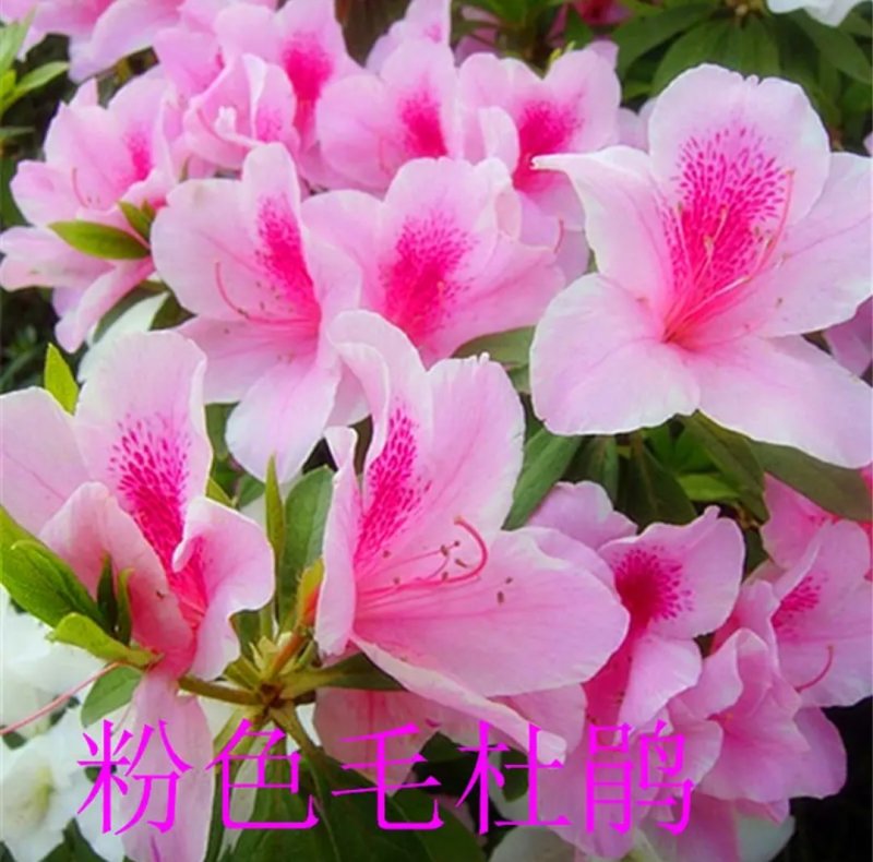 四季开花杜鹃花庭院阳台绿植物室内客厅开花