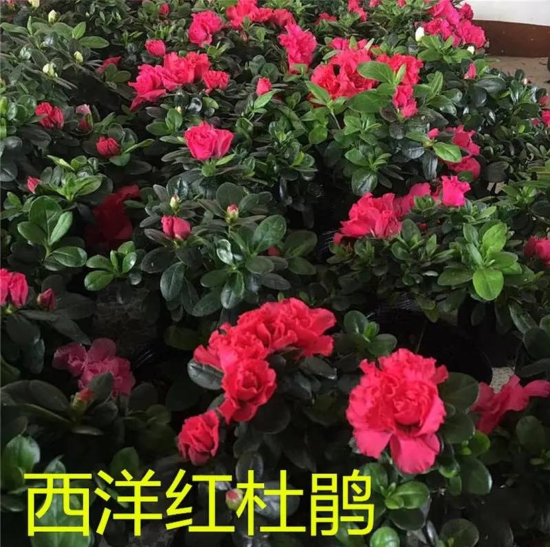 四季开花杜鹃花庭院阳台绿植物室内客厅开花
