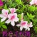 四季开花杜鹃花庭院阳台绿植物室内客厅开花