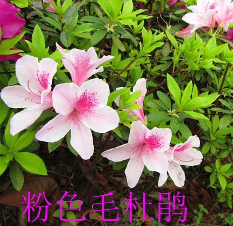四季开花杜鹃花庭院阳台绿植物室内客厅开花