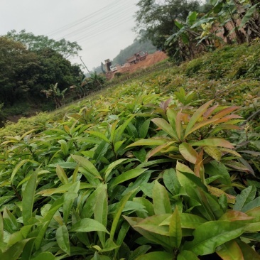 精品木荷苗产地大量批发