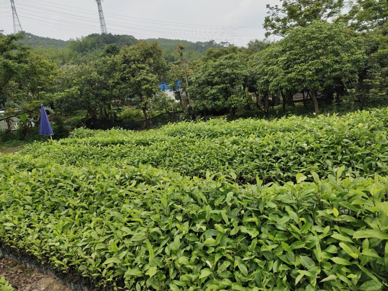精品火力楠产地大量批发