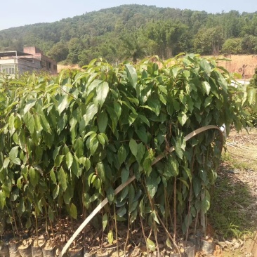 优质香樟苗产地大量批发