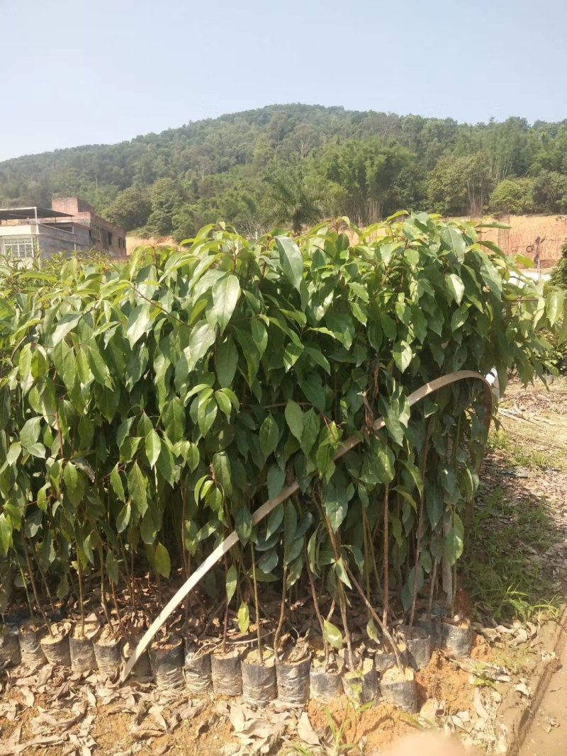 优质香樟苗产地大量批发