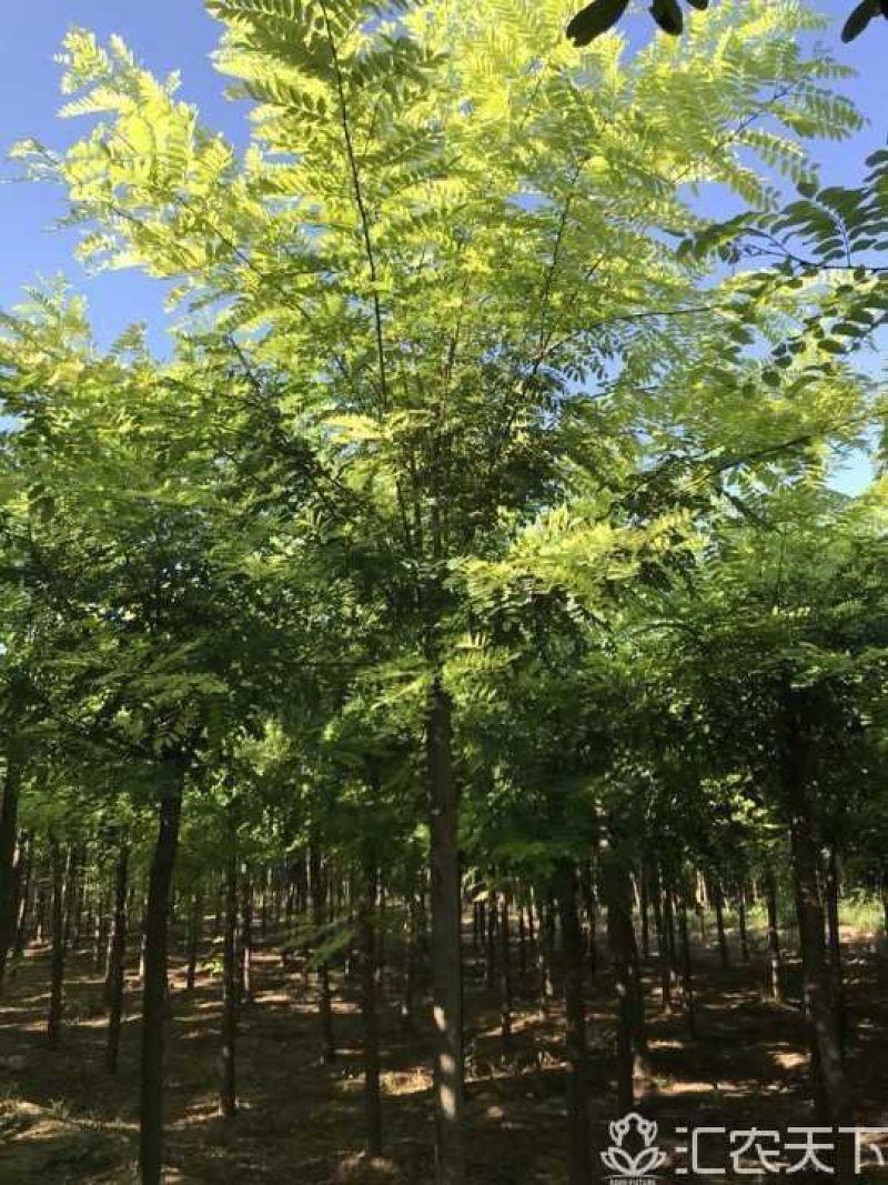 刺槐6公分7公分8公分10公分12公分15公分