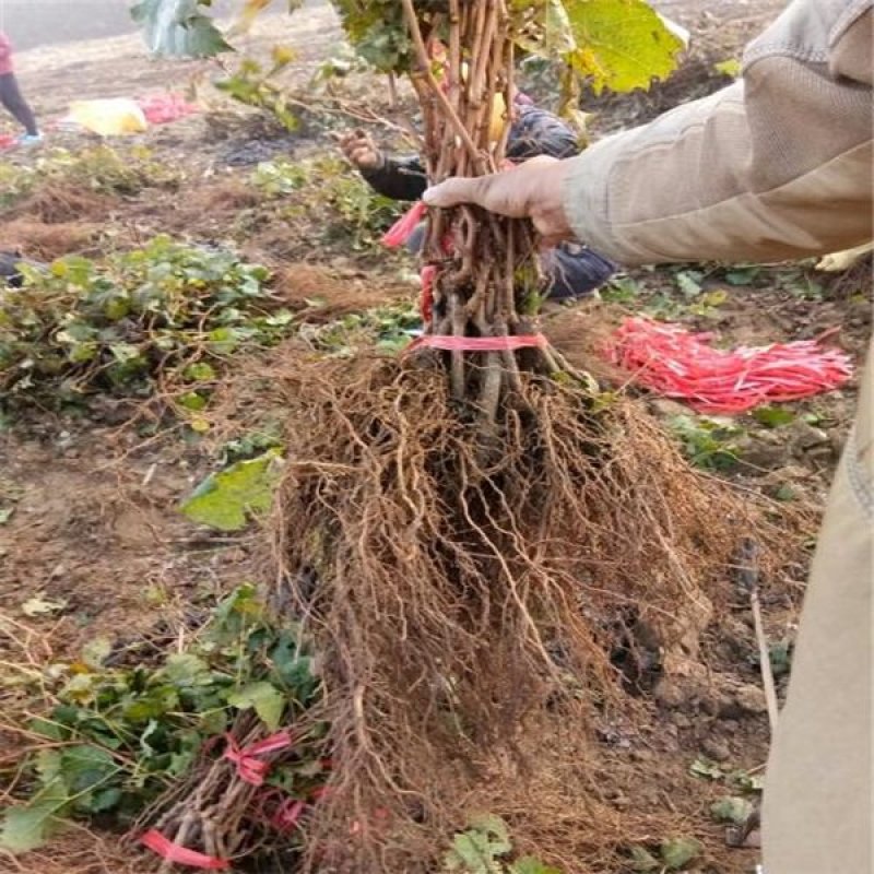 深红无核葡萄苗，基地签约发苗，包成活包结果，全国包邮