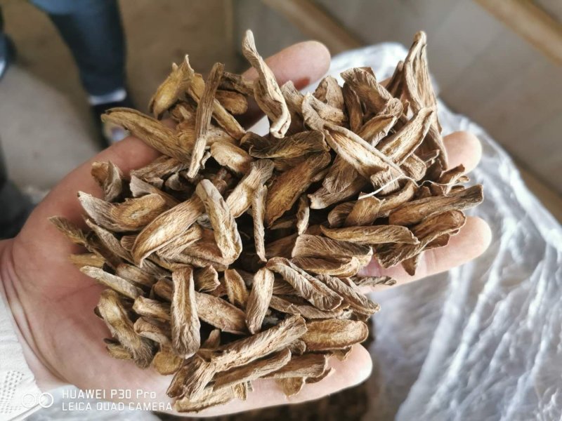 牛蒡产地山东一手货牛蒡源没有中间商差价量大从优