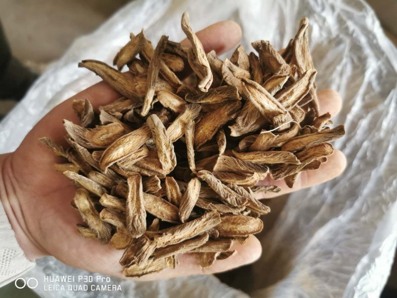 牛蒡产地山东一手货牛蒡源没有中间商差价量大从优