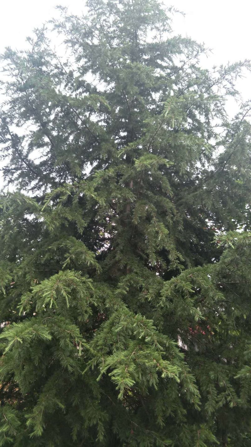 雪松高度6米到10米，自家种植，诚信经营质优价廉