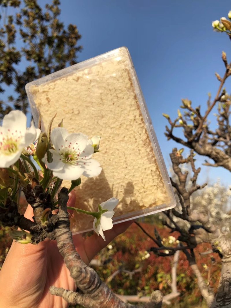 蜂巢蜜荆条巢蜜百花巢蜜二级精品应有尽有规格齐全