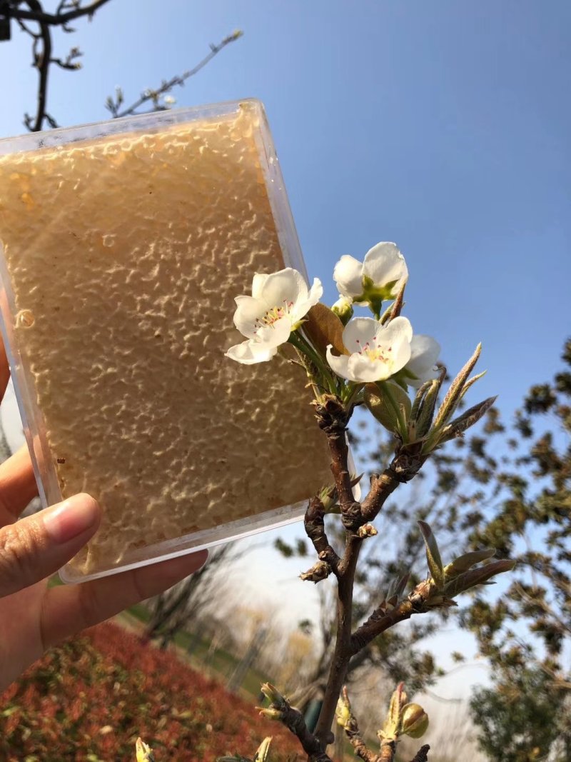 蜂巢蜜荆条巢蜜百花巢蜜二级精品应有尽有规格齐全