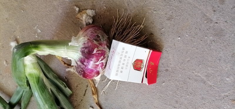 通许早熟洋葱