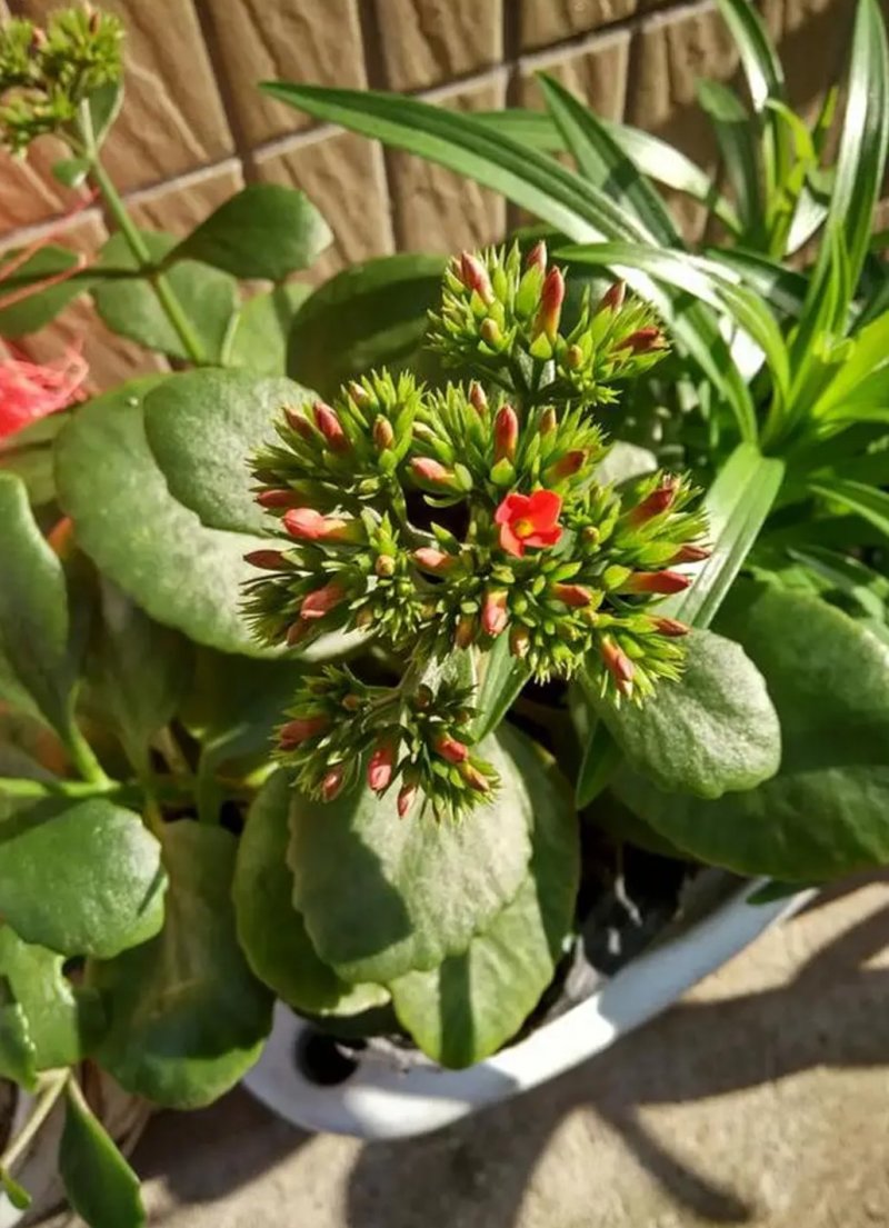 凤尾长寿花苗绿植花卉盆景盆栽老品种单瓣大红长寿花