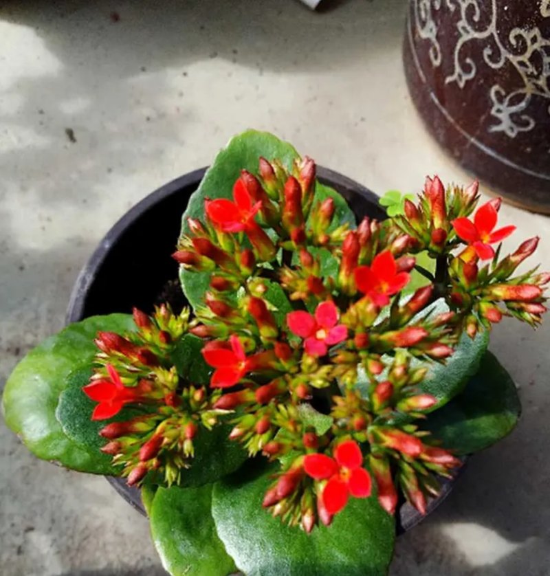 凤尾长寿花苗绿植花卉盆景盆栽老品种单瓣大红长寿花