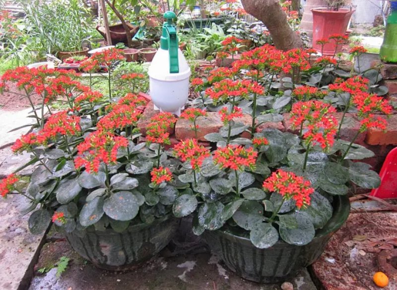 凤尾长寿花苗绿植花卉盆景盆栽老品种单瓣大红长寿花