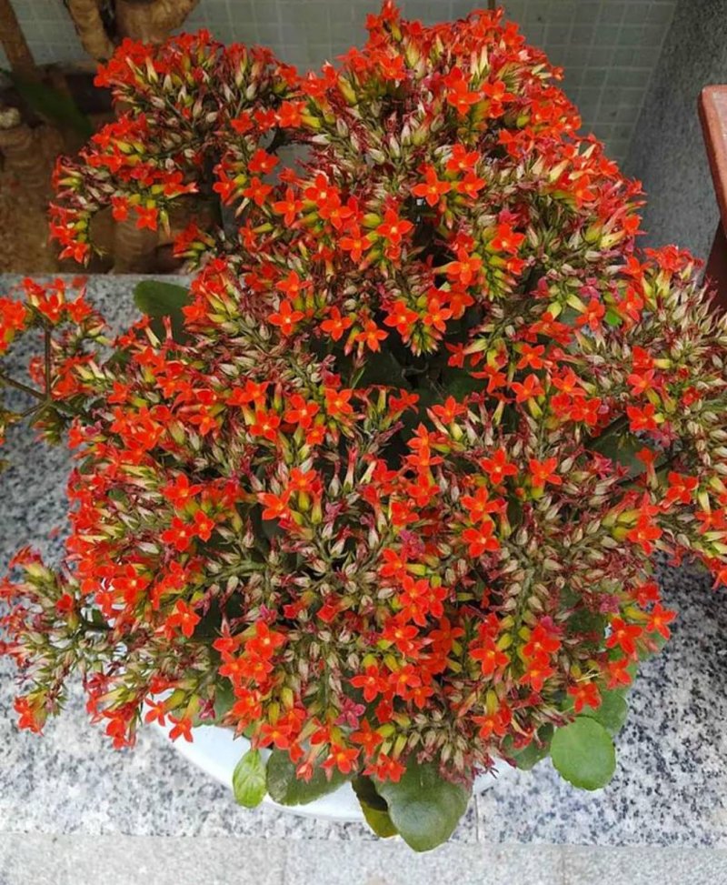 凤尾长寿花苗绿植花卉盆景盆栽老品种单瓣大红长寿花