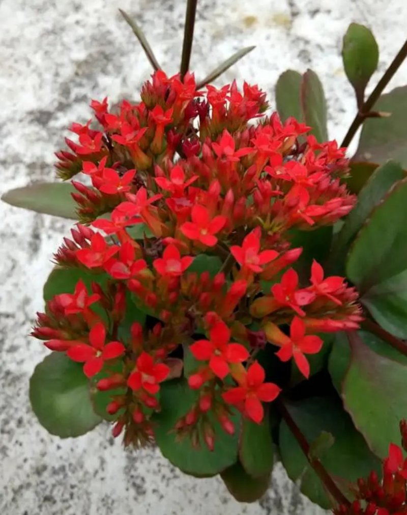 凤尾长寿花苗绿植花卉盆景盆栽老品种单瓣大红长寿花