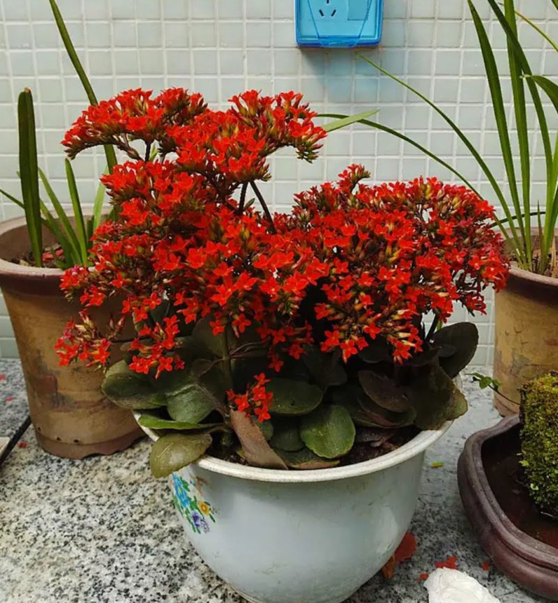 凤尾长寿花苗绿植花卉盆景盆栽老品种单瓣大红长寿花