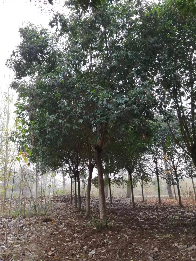长期供应大叶女贞，保质保量