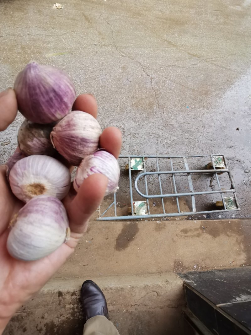 高原独蒜，蒜香味浓，无污染生长