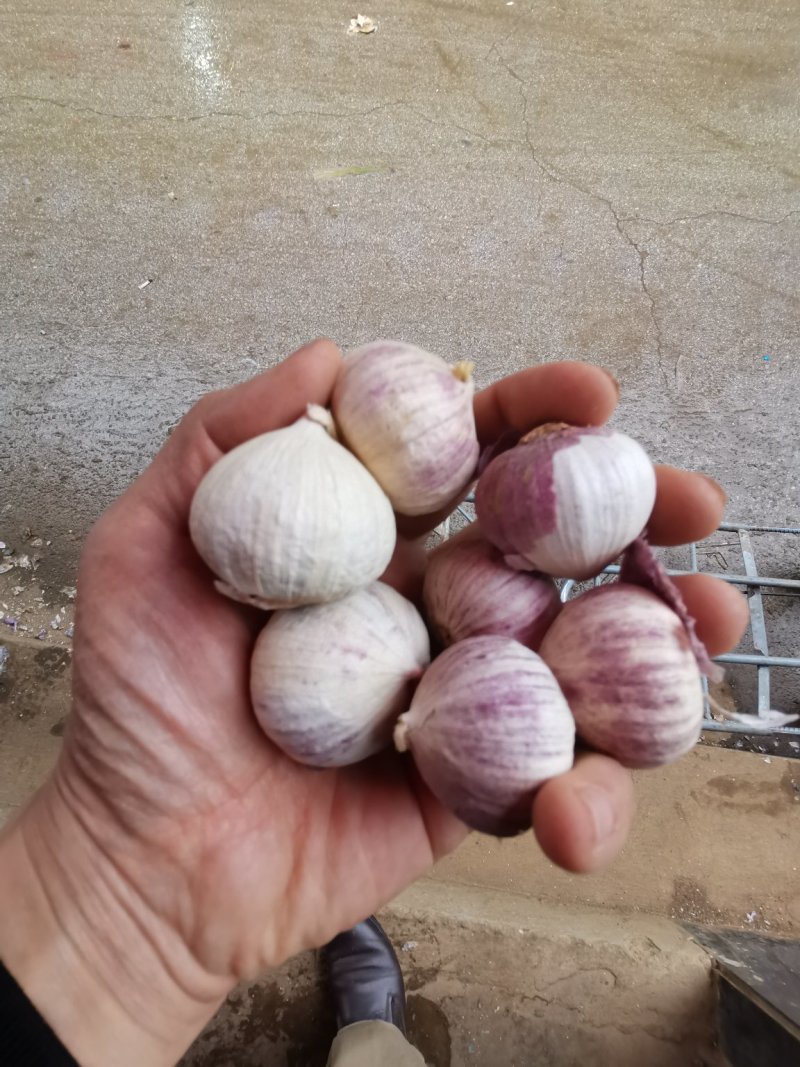 高原独蒜，蒜香味浓，无污染生长