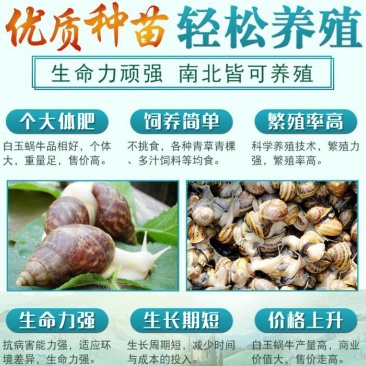 白玉蜗牛包技术包成活包回收签订合同。