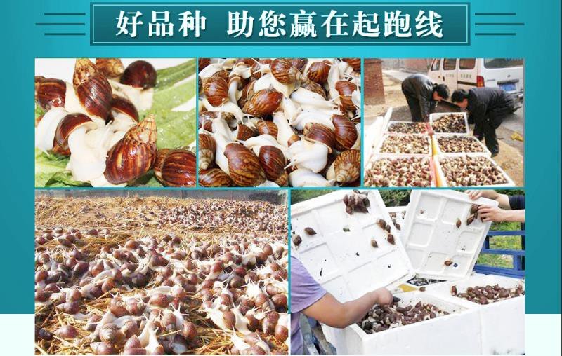 白玉蜗牛包技术包成活包回收签订合同。