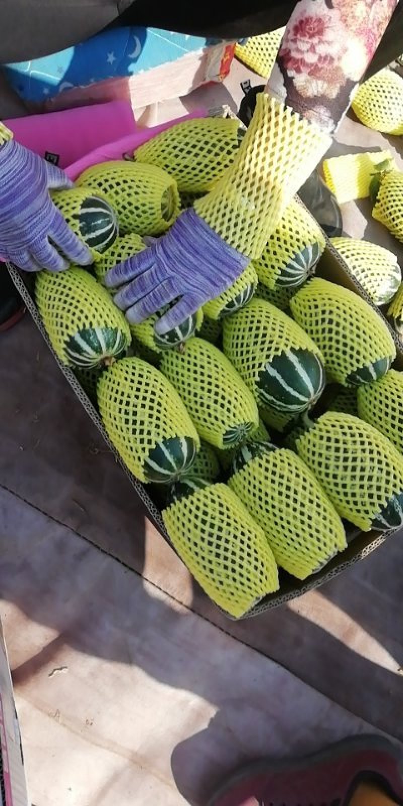 河北省乐亭县香瓜大量上市，甜甜蜜蜜伴你行