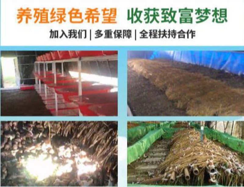 白玉蜗牛包技术包成活包回收签订合同。
