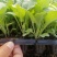 越冬松花100天花菜苗、耐寒青梗白面矮脚，技术指导种植。