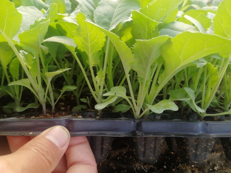 越冬松花100天花菜苗、耐寒青梗白面矮脚，技术指导种植。