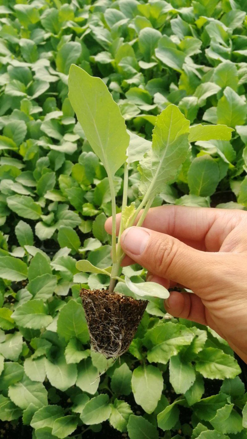 越冬松花100天花菜苗、耐寒青梗白面矮脚，技术指导种植。