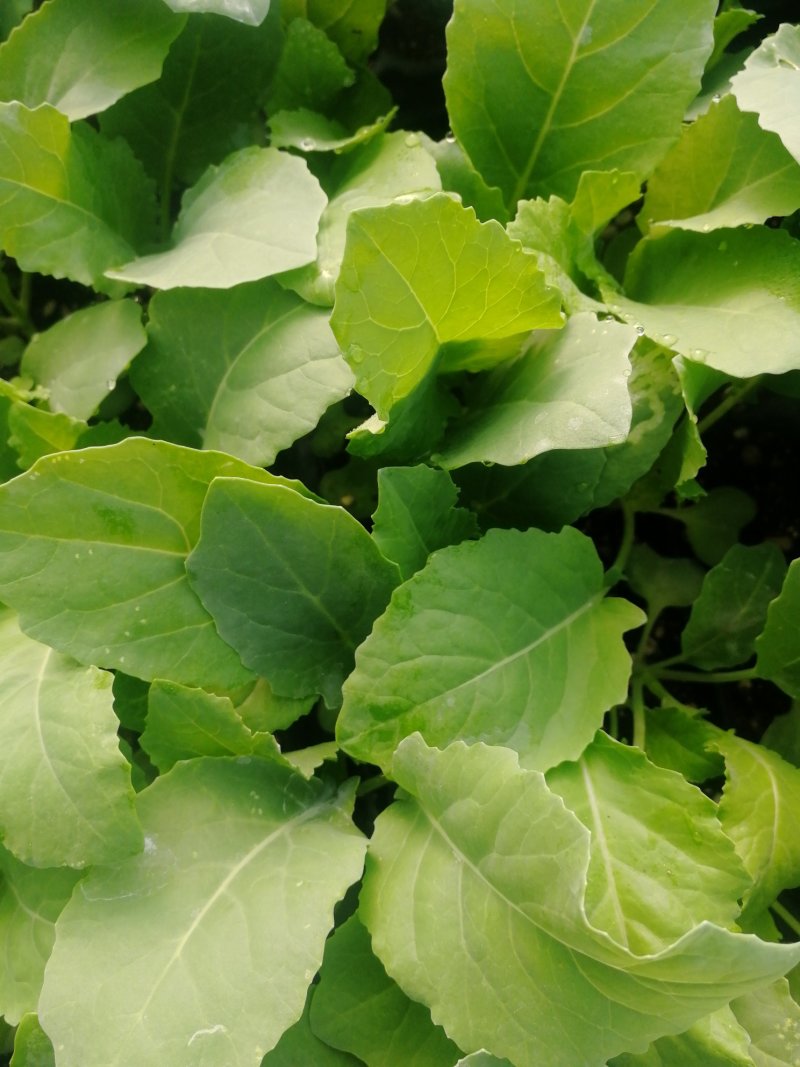 越冬松花100天花菜苗、耐寒青梗白面矮脚，技术指导种植。