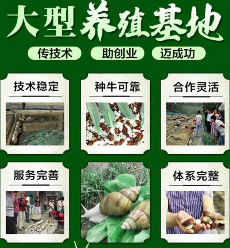 白玉蜗牛养殖基地包技术包回收签订合同。