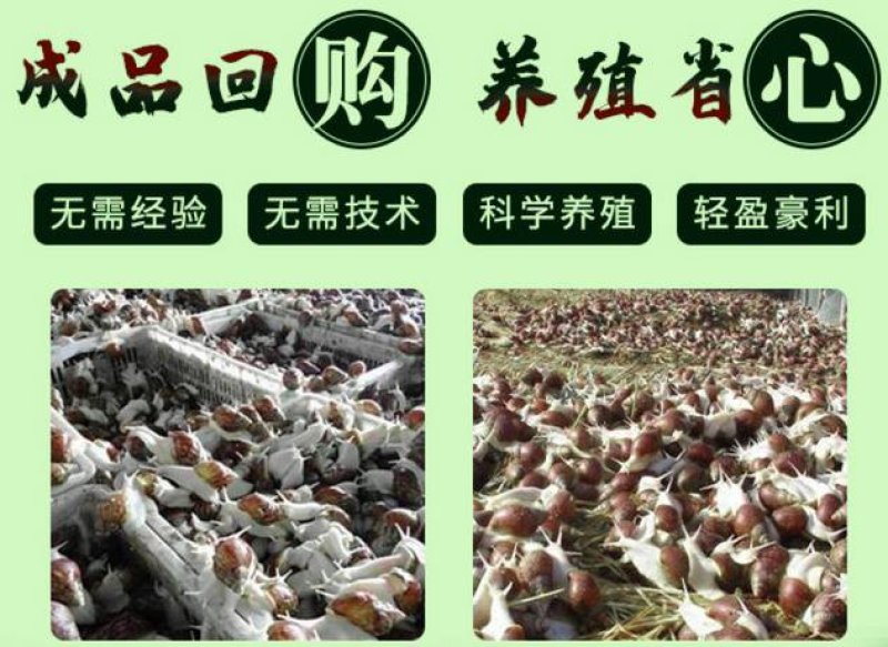 白玉蜗牛养殖基地包技术包回收签订合同。