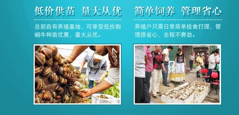 白玉蜗牛养殖基地包技术包回收签订合同。