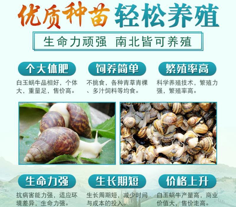 白玉蜗牛养殖基地包技术包回收签订合同。